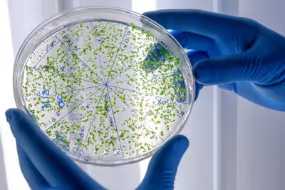 3_ ECO-INTELLIGENT REMEDIES FOR AUTISM (Microbe & Parasite Cleansing Remedies)